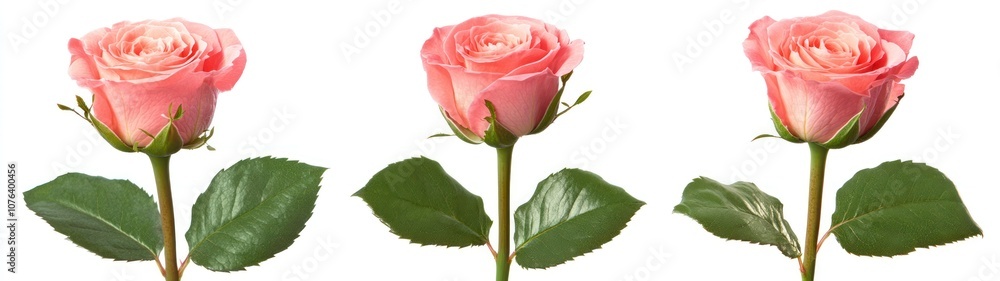 Three Pink Roses with Green Leaves Against a White Background Three Pink Roses with Green Leaves Against a White Background