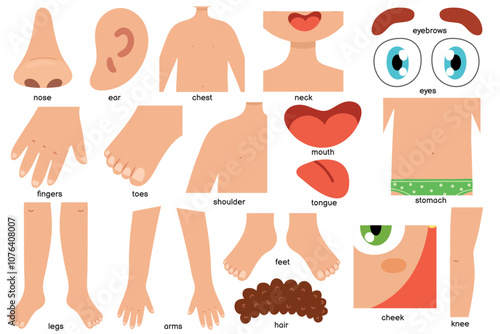 Body parts collection in cartoon style for kids. Set with human body elements. Anatomy or biology educational clipart. Vector illustration