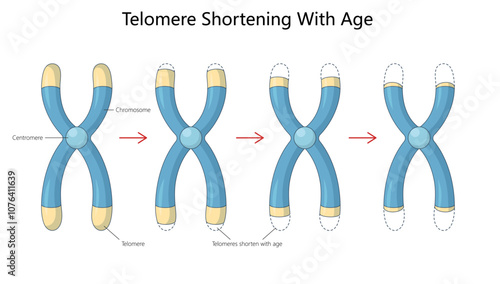 process of telomere shortening on chromosomes over time, a key factor in cellular aging and genetic stability diagram hand drawn schematic vector illustration. Medical science educational illustration