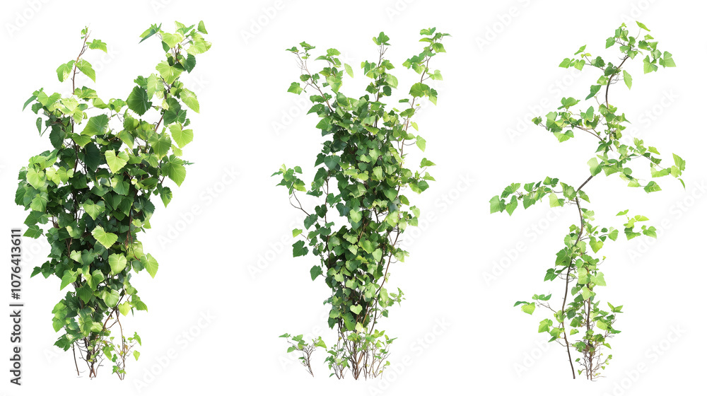 Set of small green ivy vines isolated on transparent background Set of small green ivy vines isolated on transparent background
