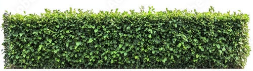 Wallpaper Mural Lush Green Foliage Hedge Isolated Against a White Background Torontodigital.ca