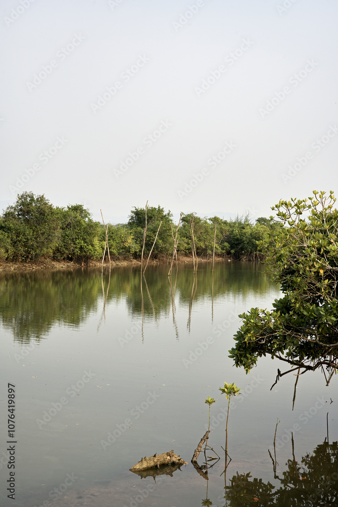 Unchanging Nature: The Charm of Dead Wood in Gokarna