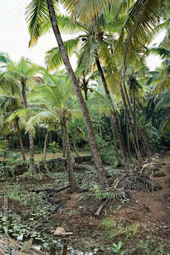 Obraz na płótnie Lush Greenery - The Jungle of Gokarna w salonie