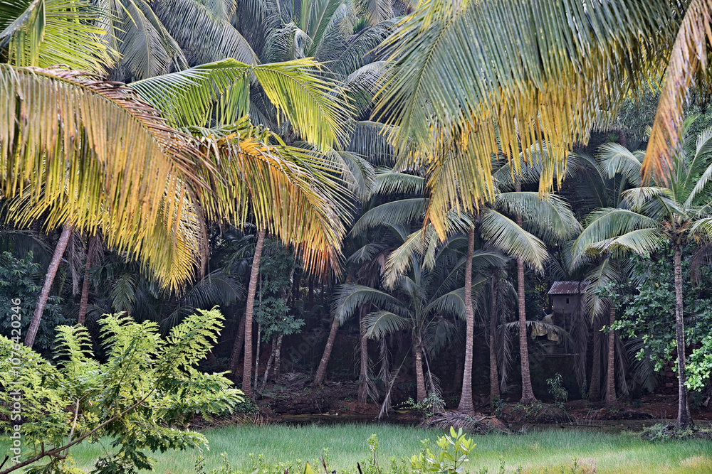 Lush Greenery - The Jungle of Gokarna