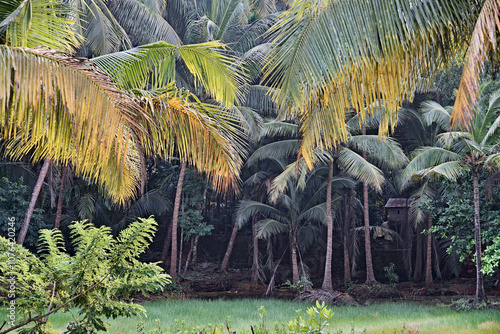 Obraz na płótnie Lush Greenery - The Jungle of Gokarna w salonie