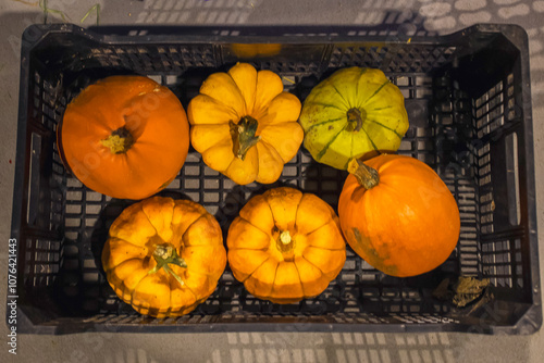 
Harvest of different pumpkins in a box. Views from above
 photo