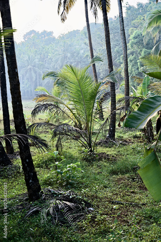 Lush Greenery - The Jungle of Gokarna