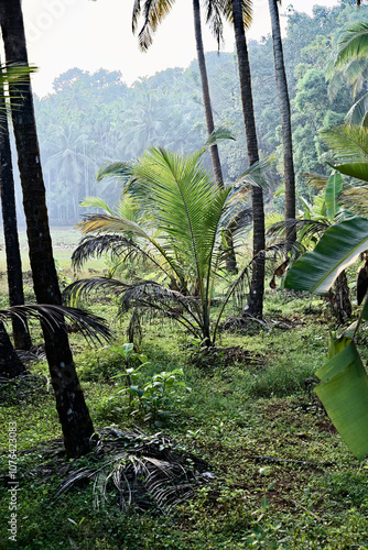 Obraz na płótnie Lush Greenery - The Jungle of Gokarna w salonie