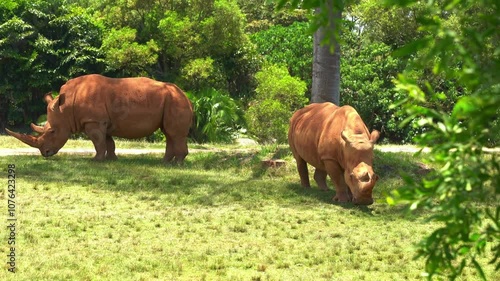 Two southern white rhinoceroses (Ceratotherium simum simum), the largest land animal, stands on the grassy savannah, covered in mud. photo