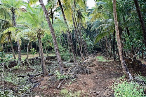 Lush Greenery - The Jungle of Gokarna