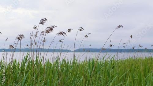 Reeds growing on the shore of the lake swaying from the light wind. Nature.