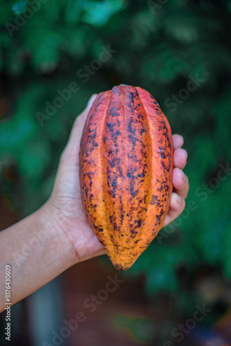 cacao fresh fruit macro in hand