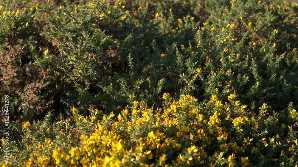 Closeup shot of green gorse with yellow flowers Closeup shot of green gorse with yellow flowers