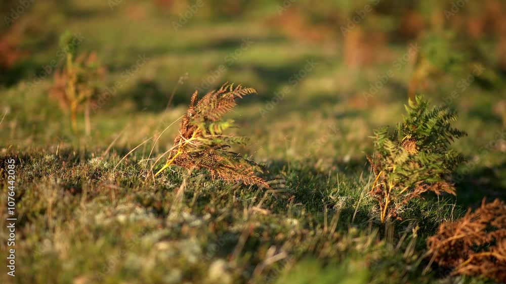 Autumn fern blowing in the breeze on an English countryside hill Autumn fern blowing in the breeze on an English countryside hill