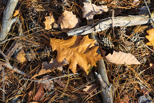 Composition of autumn forest litter