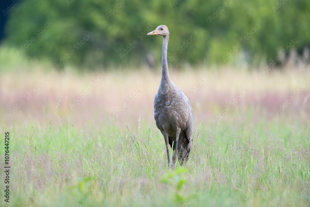 A young crane in a meadow looking alert A young crane in a meadow looking alert