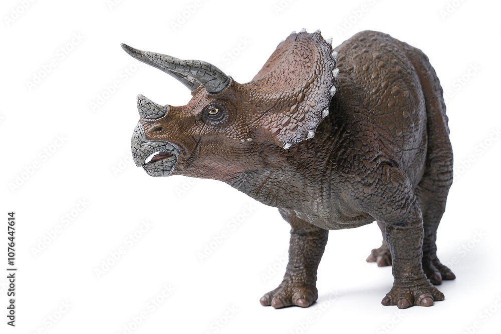 Triceratops was a really big dinosaur eating herbivorous on white background.