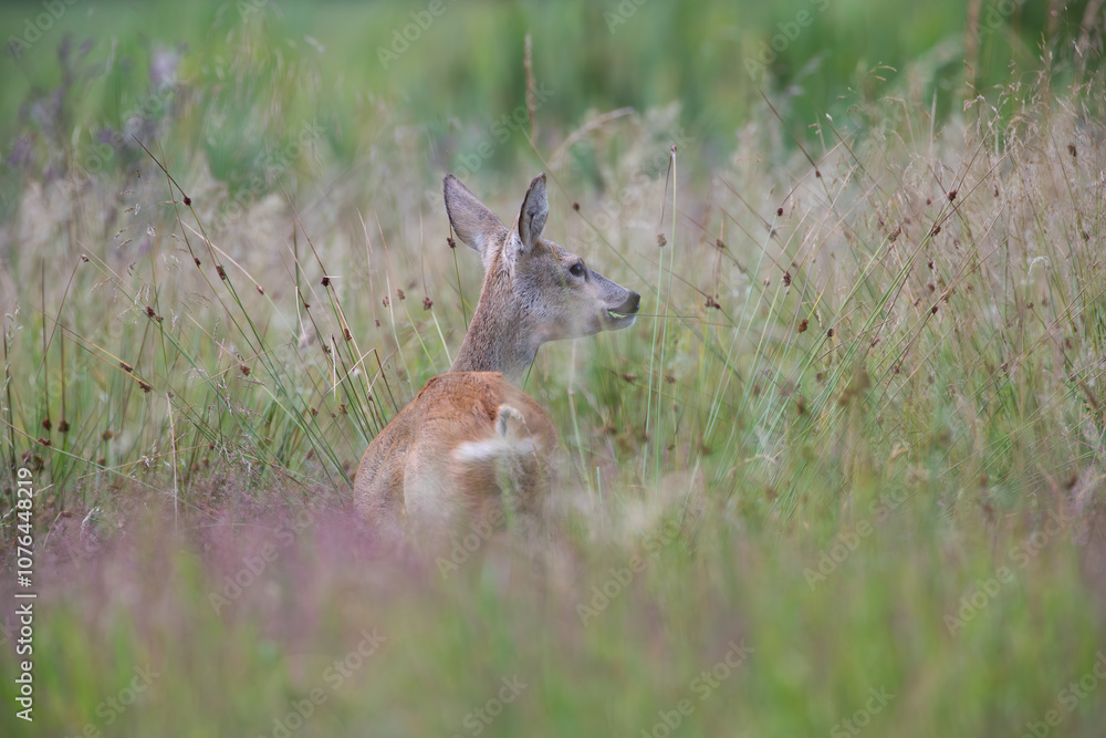 Roe-deer among tall grass in a summer meadow Roe-deer among tall grass in a summer meadow