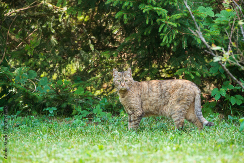 Gray domestic cat on the grass photo