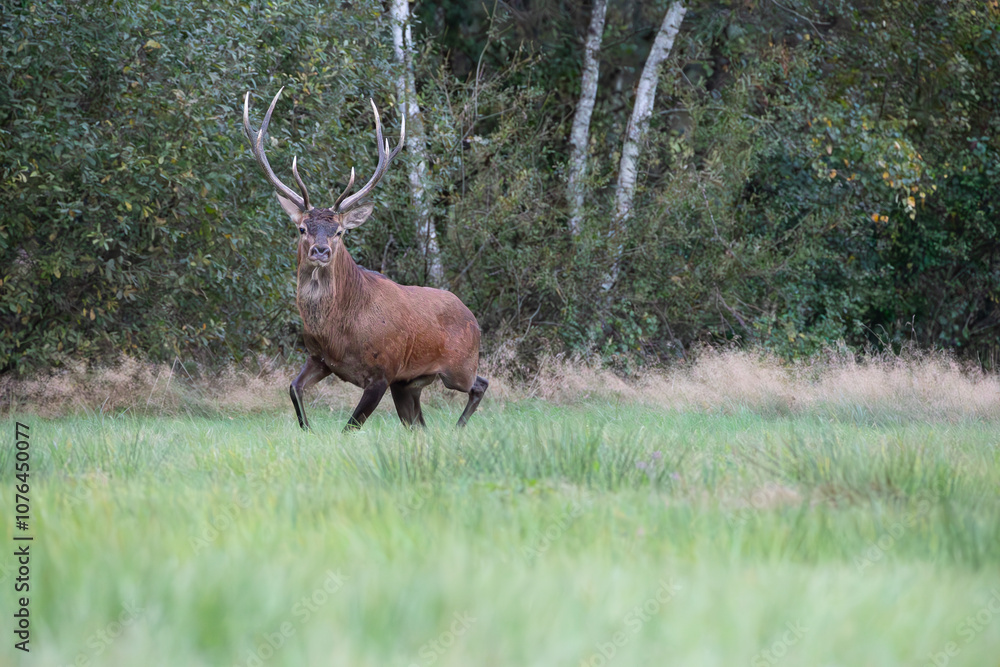 Deer running through the meadow Deer running through the meadow