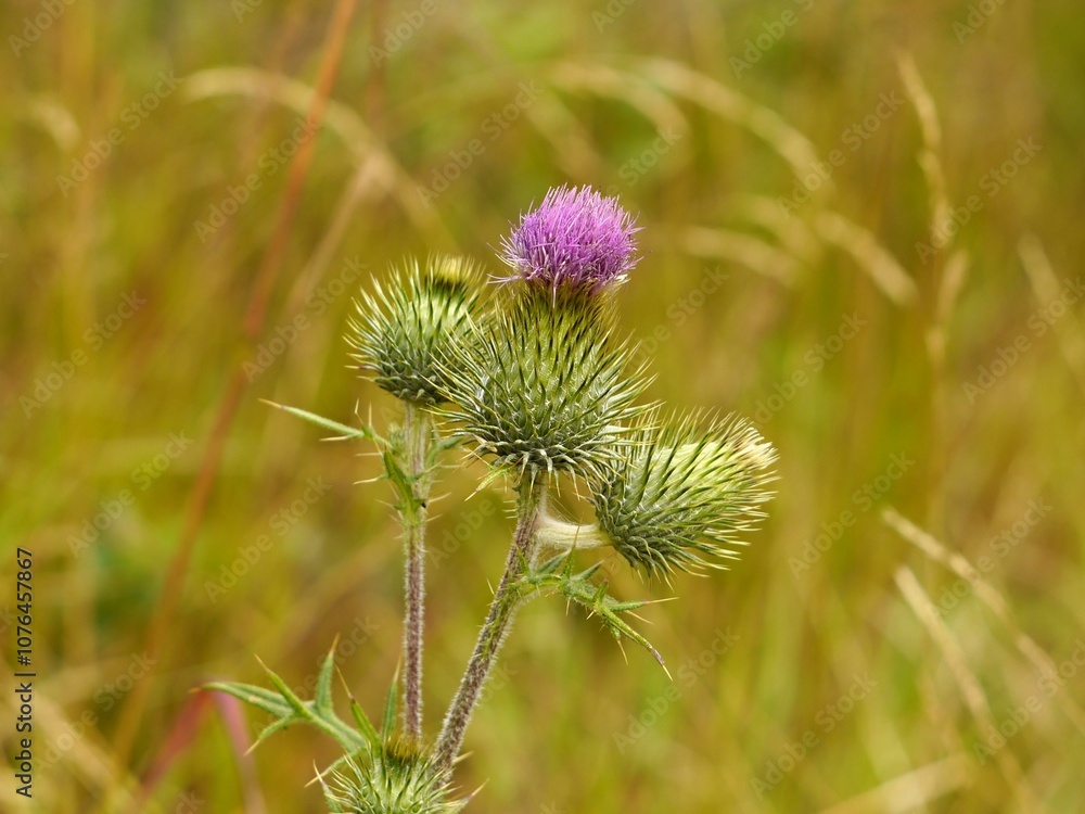 Thistle flower on mountain meadow Thistle flower on mountain meadow