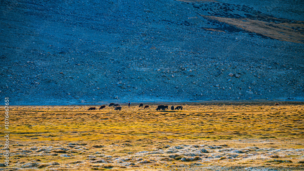 Φωτογραφία Along the Himalayan road to Pangon Lake, one can often see golden grasslands used for grazing horses, tamarinds and sheep