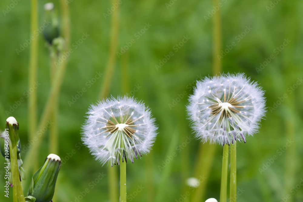 Dandelions in green on. flower dandelion nature concept. close up of a white dandelions in green with a white. close up of a white dandelions in green against lifestyle a white. Dandelions in green on. flower dandelion nature concept. close up of a white dandelions in green with a white. close up of a white dandelions in green against lifestyle a white.
