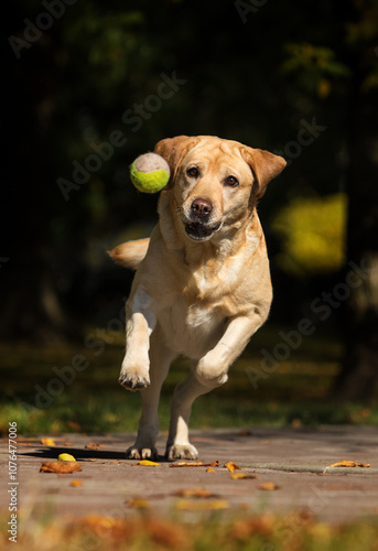 Golden Labrador on a walk