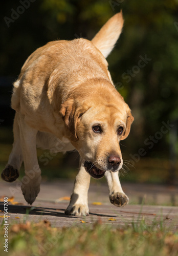 Golden Labrador on a walk