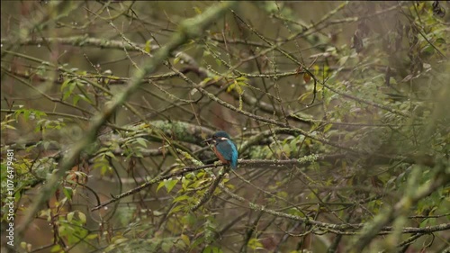 vidéo en plan fixe d'un martin pêcheur sur sa branche, fond sonor de canard chantant, en pleine nature, fondu au noir en sortie vidéo photo