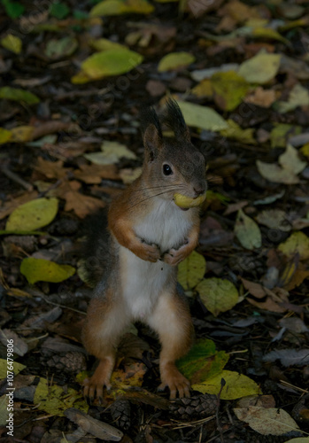 squirrel