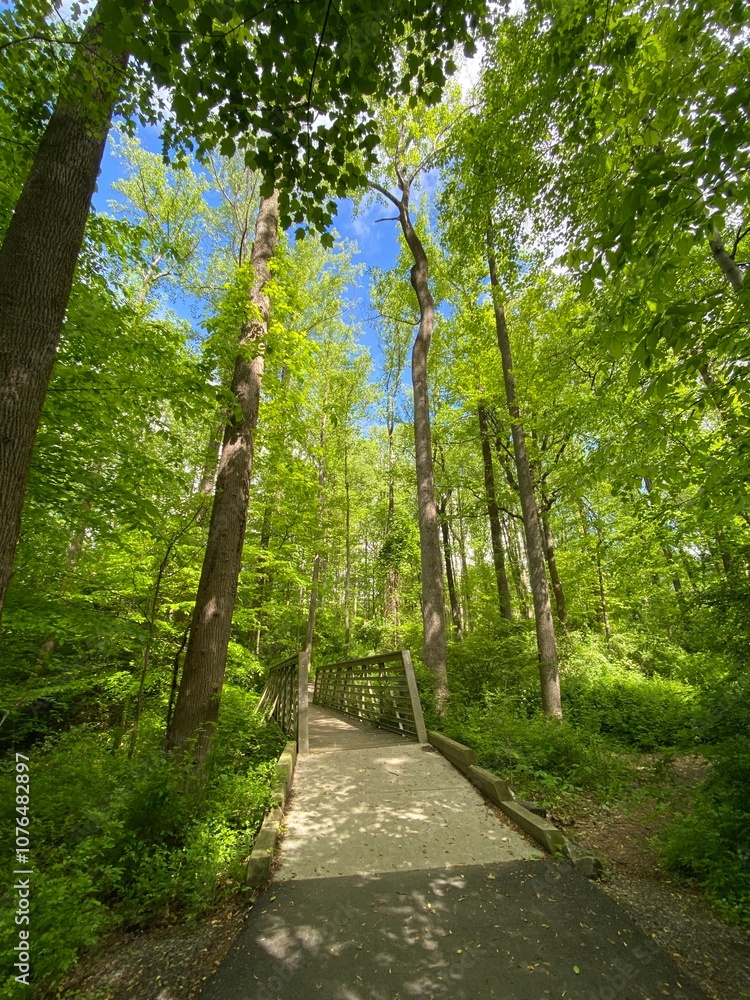 Obraz premium path in the forest