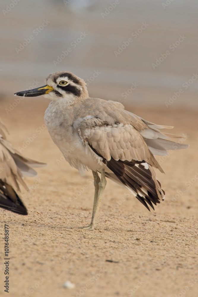 Obraz premium Great Thick-knee or Great Stone-curlew, (Esacus recurvirostris), standing on the banks of the River Chambal, Rajasthan, India.