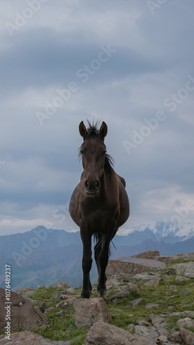 horse