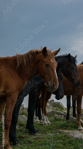 horses