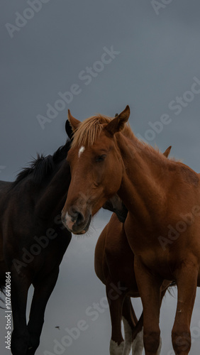 two horses in the field