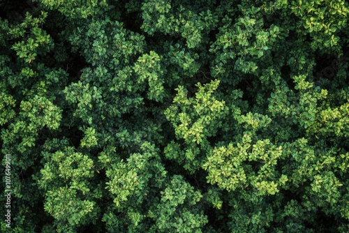 Aerial view of a dense and vibrant green forest with trees and foliage visible from above