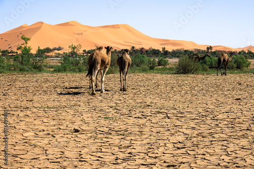 A herd of muddy camels walking in the desert towards an area flooded with water, with Erg Chebbi dunes in the background . Sahara. Morocco. Africa. photo