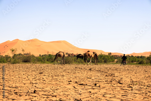 A herder riding a motorcycle towards a herd of camels with moroccan houses and Erg Chebbi dunes in the background. Merzouga. Sahara desert. Morocco photo