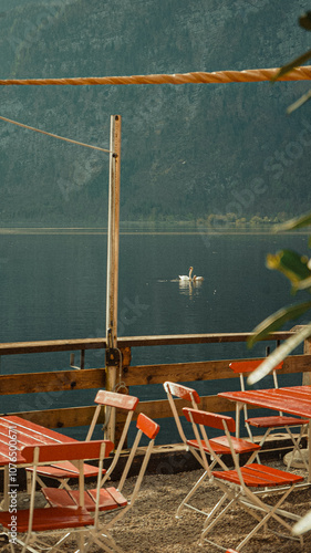 swan on hallstatt lake