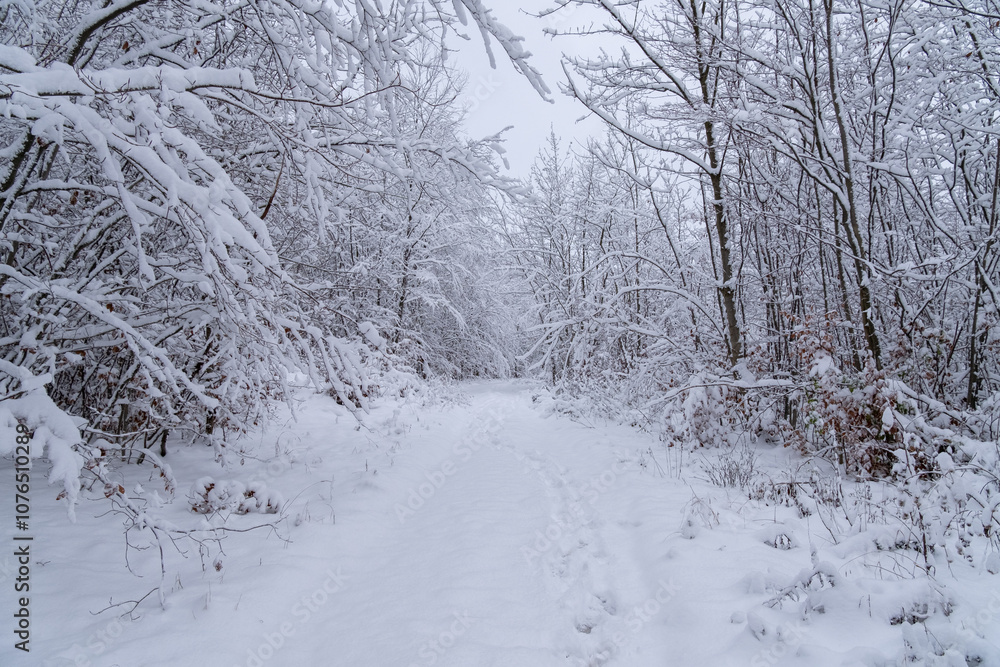 A snowy forest with trees covered in snow. The trees are bare and the snow is deep. The scene is peaceful and serene. Germany. A snowy forest with trees covered in snow. The trees are bare and the snow is deep. The scene is peaceful and serene. Germany.