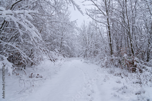Obraz na płótnie A snowy forest with trees covered in snow. The trees are bare and the snow is deep. The scene is peaceful and serene. Germany. w salonie