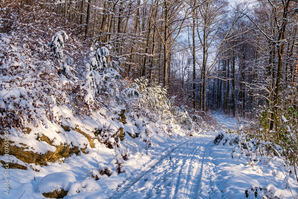 A snowy forest with trees covered in snow. The trees are bare and the snow is deep. The scene is peaceful and serene. Germany.