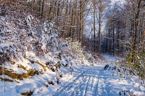Obraz na płótnie A snowy forest with trees covered in snow. The trees are bare and the snow is deep. The scene is peaceful and serene. Germany. w salonie