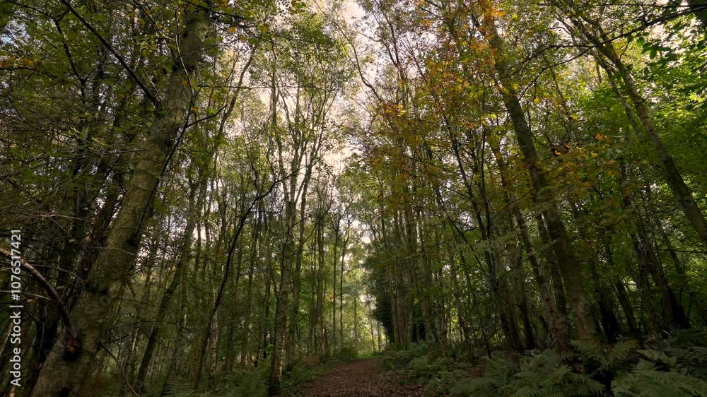 Beautiful wide-angle autumnal woodland scene with a path through the trees Beautiful wide-angle autumnal woodland scene with a path through the trees