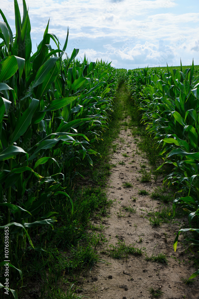 Green corn field with corn cobs. Corn green field.
