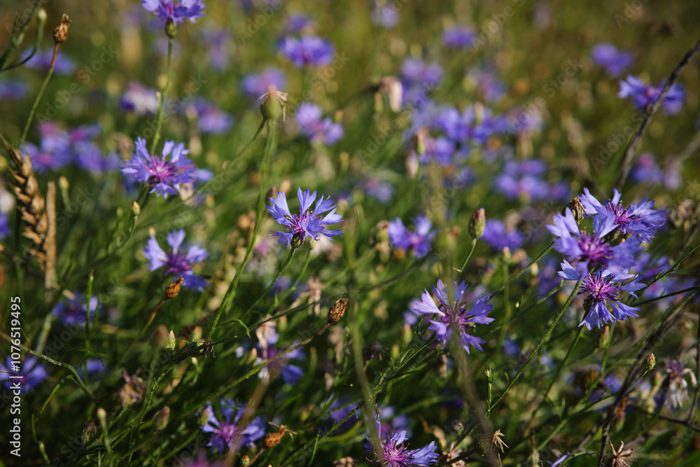 A lot of blue flowers as a background. Wild blue flowers and grass closeup.