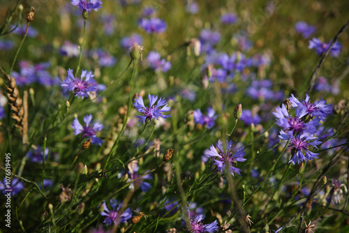 Obraz na płótnie A lot of blue flowers as a background. Wild blue flowers and grass closeup. w salonie