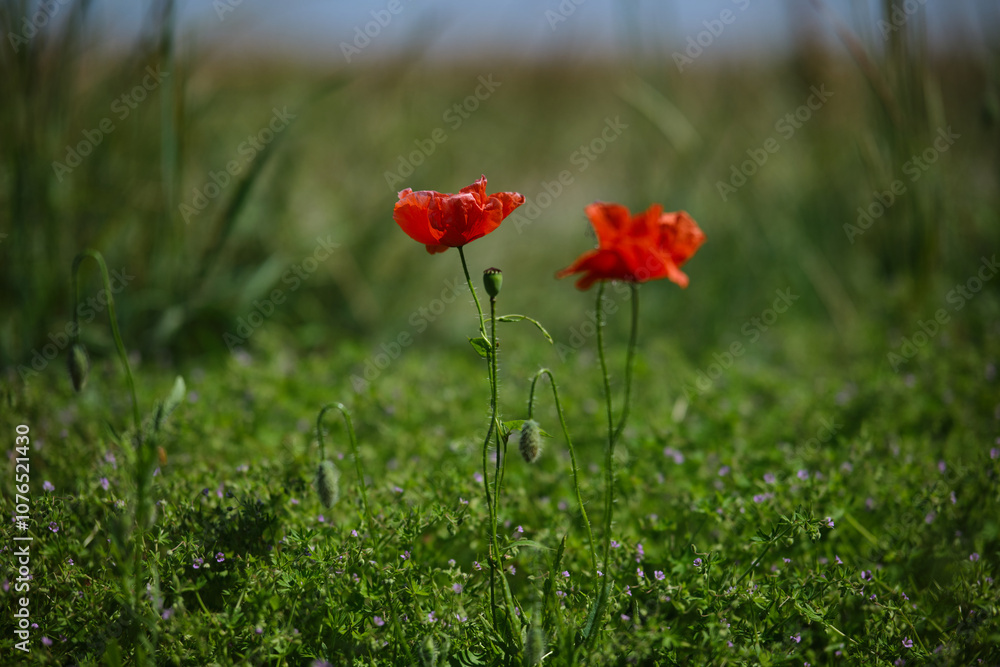 Bright red poppies on a green background in sunny weather