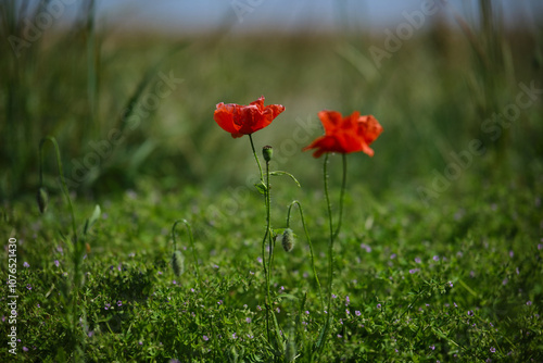 Obraz na płótnie Bright red poppies on a green background in sunny weather w salonie